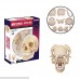 4D Master 26086 Human Anatomy Exploded Skull Model 3D Puzzle One Color B00C6NTMSA